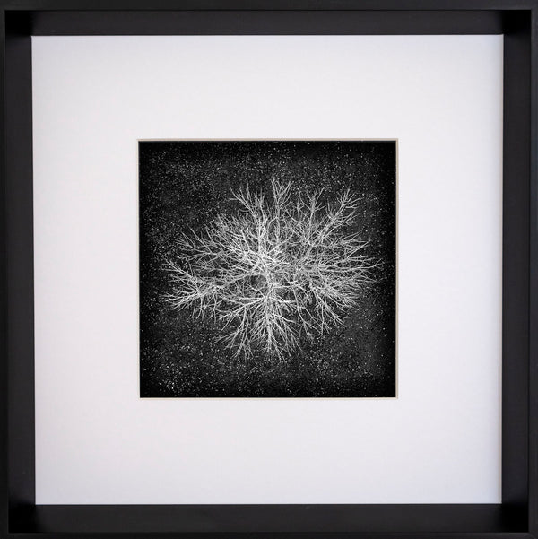 Limited Edition Photographic Print - Ranfurly Winter Trees #5