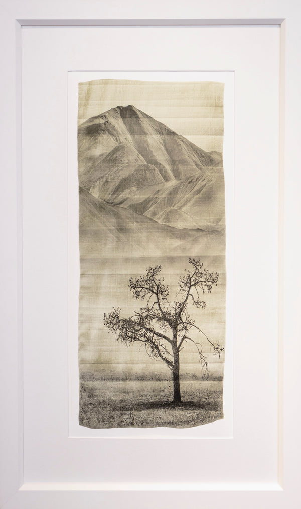 Framed Print - Time Worn Tree, Maniototo