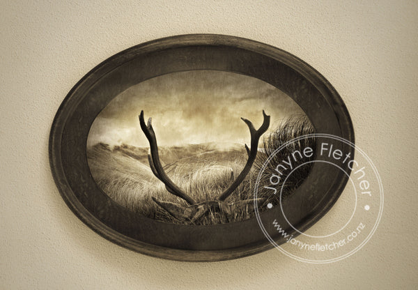Framed Print - Fallen Monarch