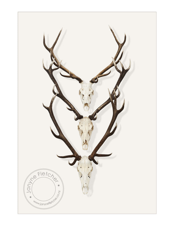 Unframed Photographic Print - Antlers x 3
