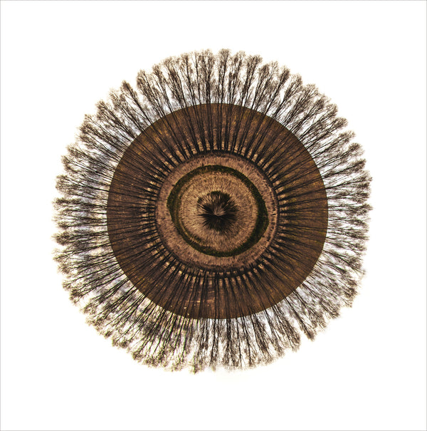 Limited Edition Print - 2021 Landscape Spheres #4