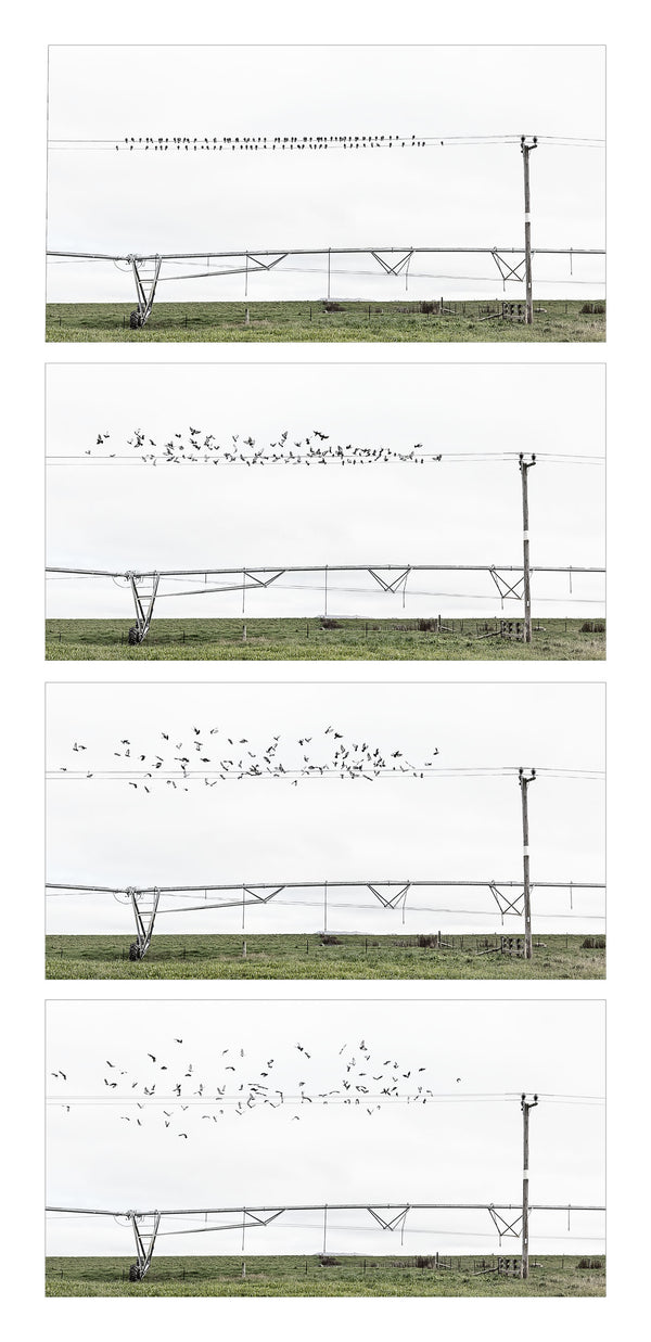 Framed Print - Pigeons Take Flight
