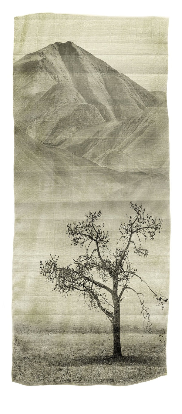 Framed Print - Time Worn Tree, Maniototo