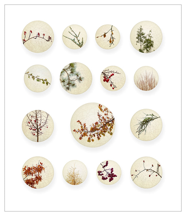 Fine art photograph depicting collection of circular porcelain satsuma buttons with various plants and foliage, arranged in a grid pattern.