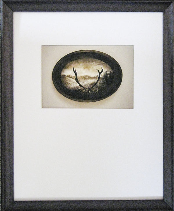Framed Print - Fallen Monarch