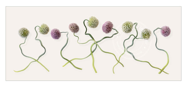 Limited Edition Framed Print - Entangled Allium