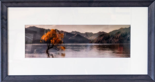 Framed Print - Wanaka Tree