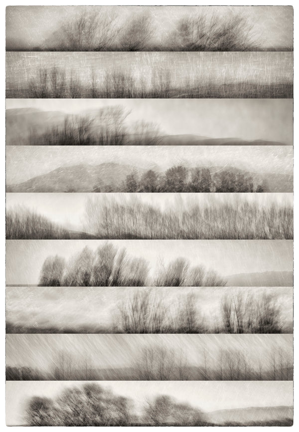 Limited Edition Framed Print - Nine Lines of Winter Trees