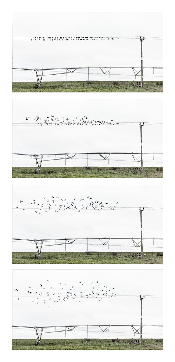 Framed Print - Pigeons Take Flight
