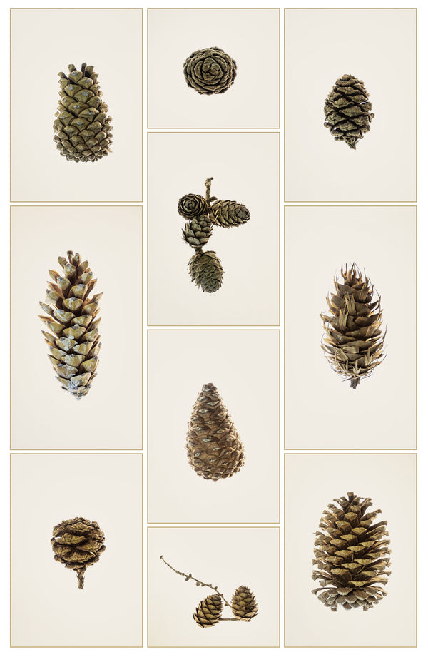 Framed Print - Pine Cones
