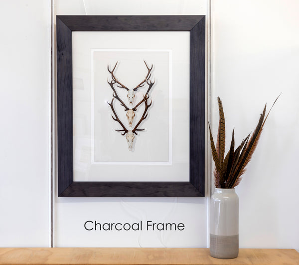 Framed Print - Antlers x 3